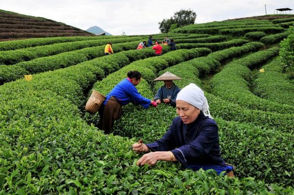 Kết nối với thiên nhiên qua cuộc sống đầy màu sắc thông qua khung cảnh thu hoạch chè trên các sườn đồi